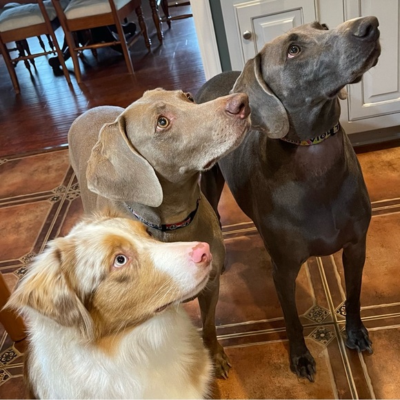 🐶Dog-friendly - 🚫Smoke-free - Picture 2 of 3